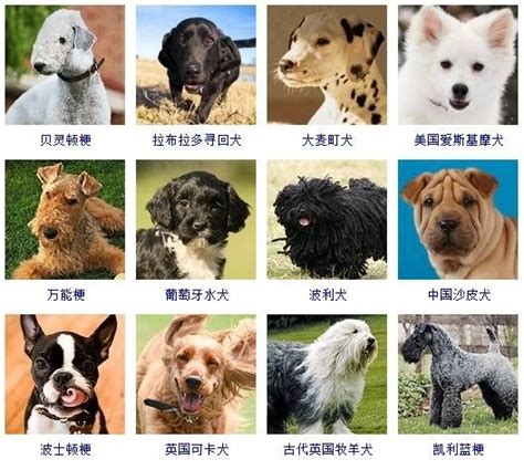 各種動物